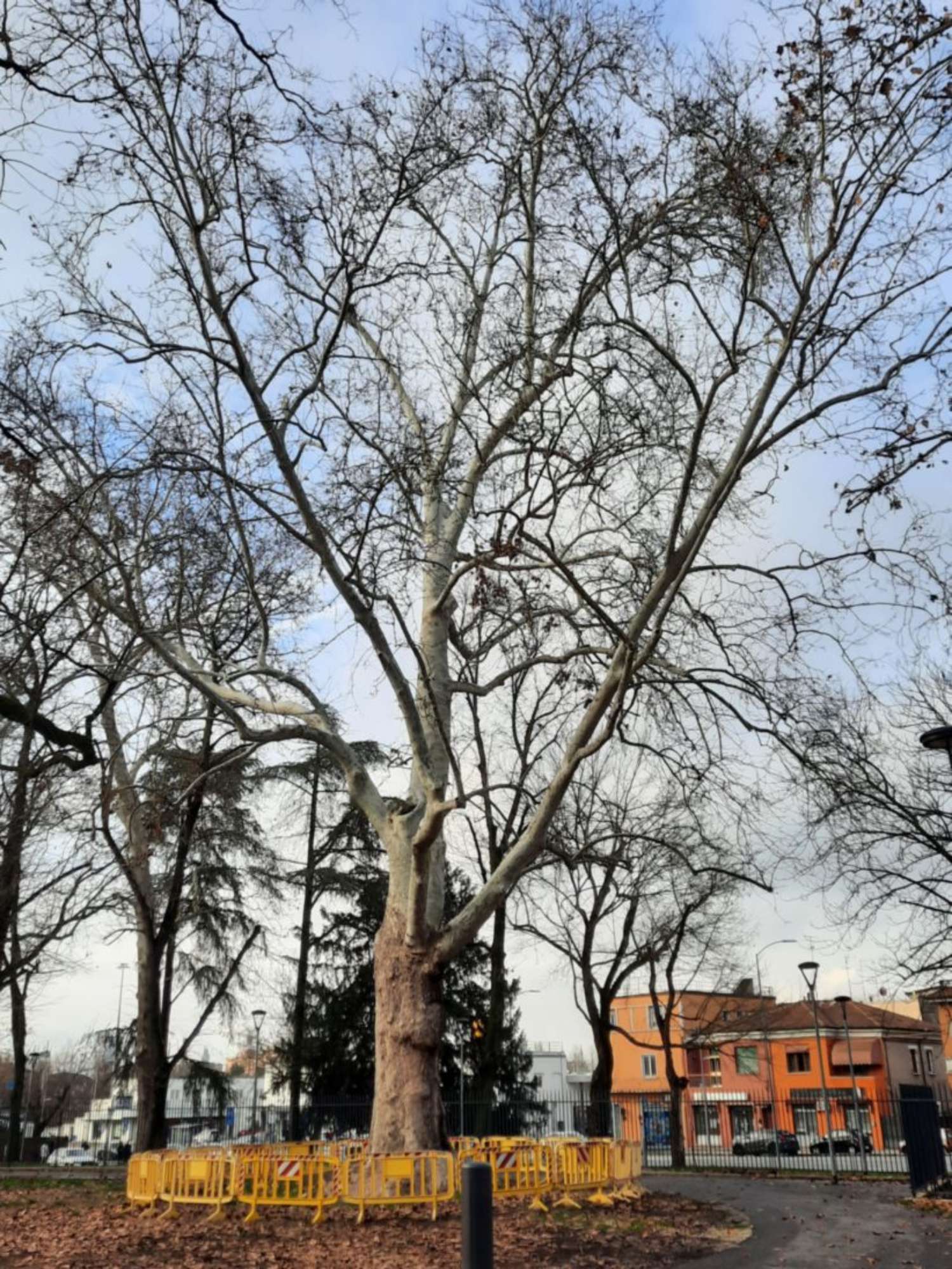 Platano comune_Ferrara_20240211_154314